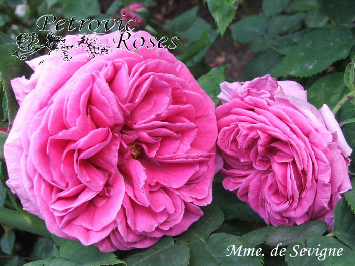 MME. de SEVIGNE - BOURBON ROSES