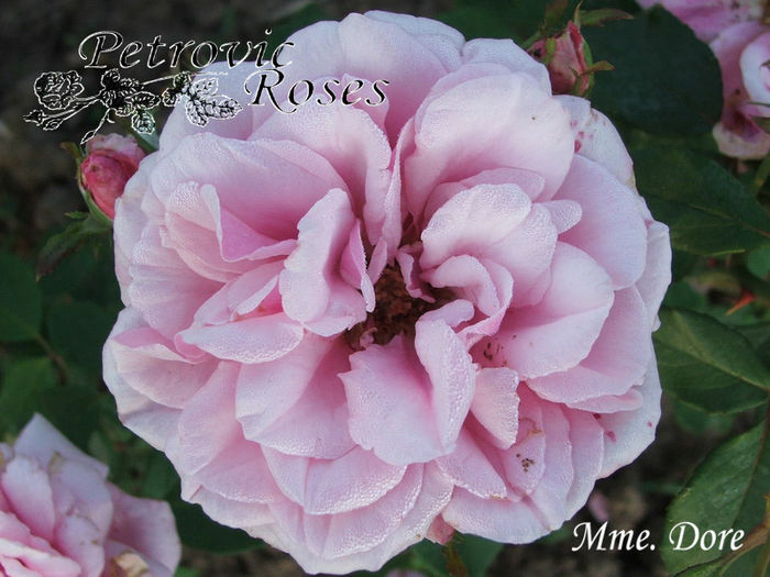 MME. DORE - BOURBON ROSES