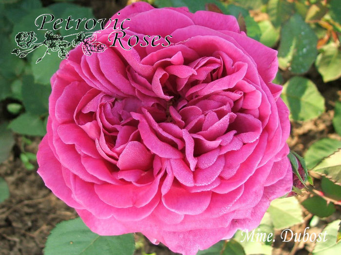 MME. DUBOST - BOURBON ROSES