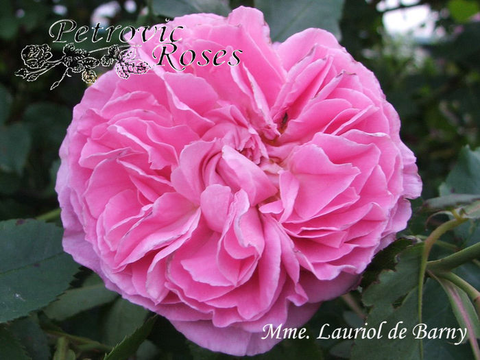 MME. LAURIOL BARNY - BOURBON ROSES