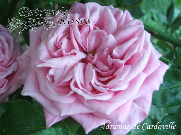 ADRIENNE de CARDOVILLE - BOURBON ROSES