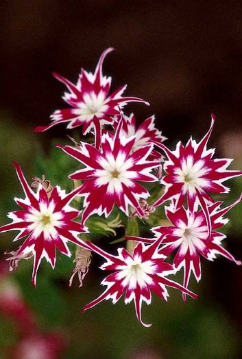 10494852_311037335723878_3564020096928944431_n