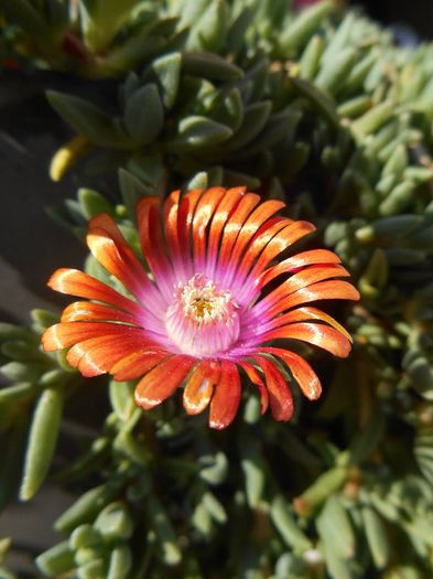 10502231_475331295945116_978562465373907846_n