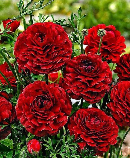 10505337_318823721613910_5351920898945221312_n