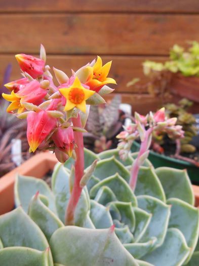 10513404_476399519171627_5428357874216611867_n