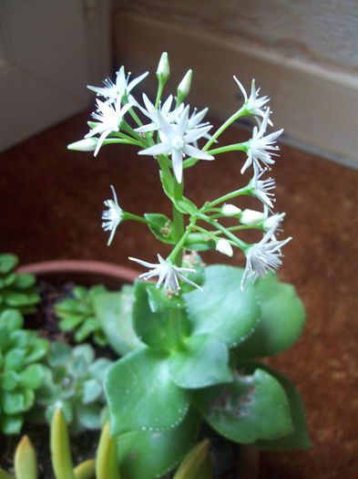 10516705_475332119278367_6432681081559559954_n