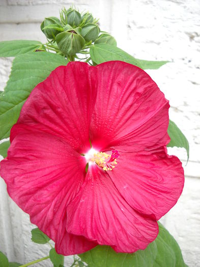 Hibiscus mouscheutos -23.07.014