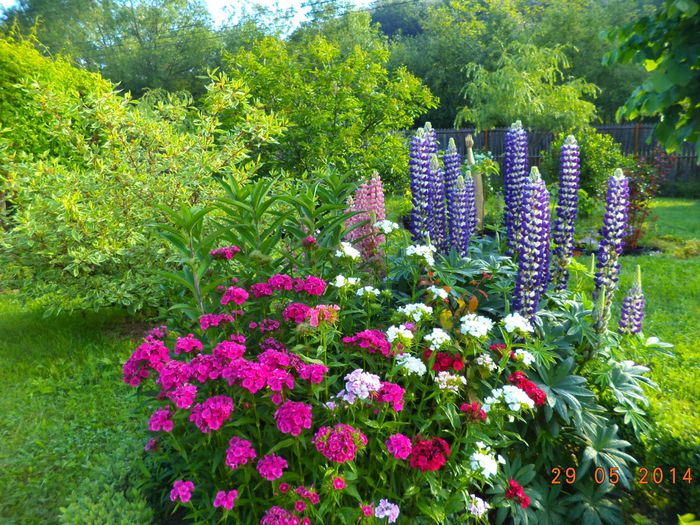 Nelken und Lupinen - Garofite si Lupin - Parcul nostru-Unser Park