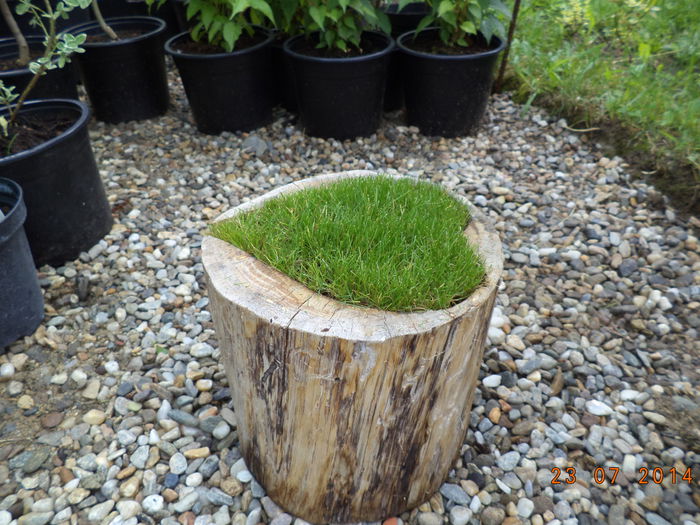 Unser Grasherz - Inima