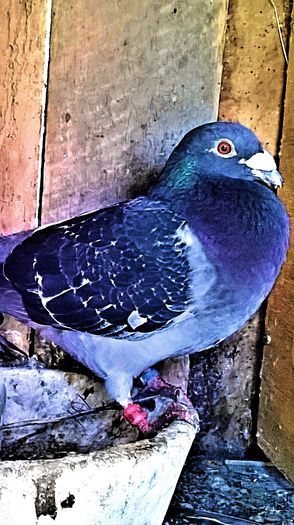 PRET 60 DE LEI !!!; porumbel mascul gut, an 2010, zburat in tara, super zburator. PRET 60 LEI !
