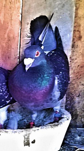 PRET 60 LEI !!!; porumbel mascul gut, an 2010, zburat in tara, super zburator. PRET 60 DE LEI
