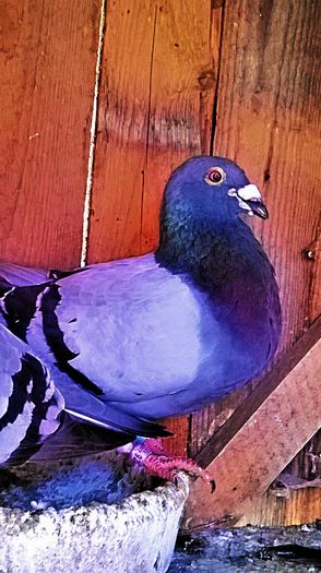 VANDUT PRET 50 LEI; mascul albastru , an 2007, zburat in tara , super reproducator. PRET 50 LEI NEG!!!
