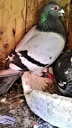 PRET 250 LEI NEG !!! - VANDUT; porumbel albastru list , an 2012, super zburator, zburat pana la RUZOMBEROK SLOVAKIA !!! PEDIGREE!!!
