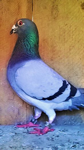 PRET 250 LEI NEG!!! - VANDUT; porumbel albastru list , an 2012, super zburator, zburat pana la RUZOMBEROK SLOVAKIA !!! PEDIGREE!!!
