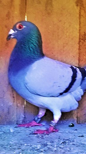 PRET 250 LEI NEG!!! - VANDUT; porumbel albastru list , an 2012, super zburator, zburat pana la RUZOMBEROK SLOVAKIA !!! PEDIGREE!!!
