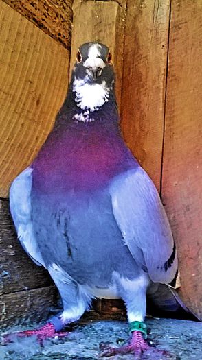 PRET 170 LEI VANDUT; porumbel albastru list, an 2011, super zburator, zburat pana la granita. PRET 170 LEI NEG!!!
