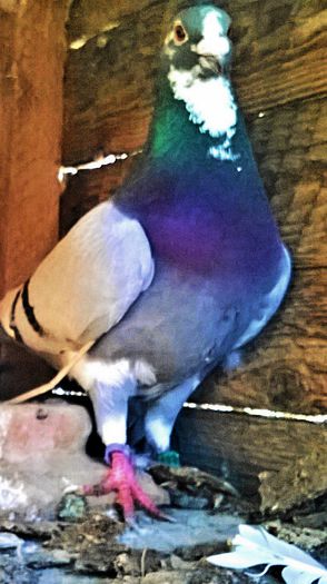 PRET 170 LEI VANDUT; porumbel albastru list, an 2011, super zburator, zburat pana la granita. PRET 170 LEI NEG!!!
