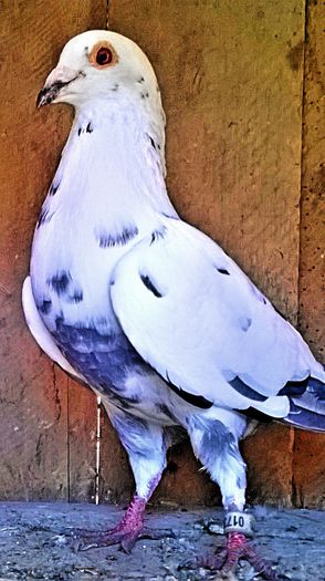 PRET 200 LEI NEG!!! - VANDUT; porumbel mascul alb, an 2012, super zburator clasat, PEDIGREE.
PRET 200 LEI - NEG!!! - VANDUT
