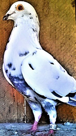 PRET 200 LEI NEG!!! - VANDUT; porumbel mascul alb, an 2012, super zburator clasat. PRET 200 LEI - NEG!!! - VANDUT
