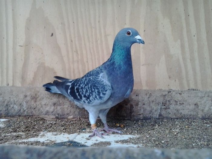 VANDUTA; porumbita guta, an 2006, zburata prin tara. PRET 40 LEI NEG!!!
