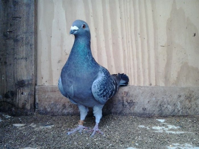 VANDUTA; porumbita guta, an 2006, zburata prin tara. PRET 40 LEI NEG!!!
