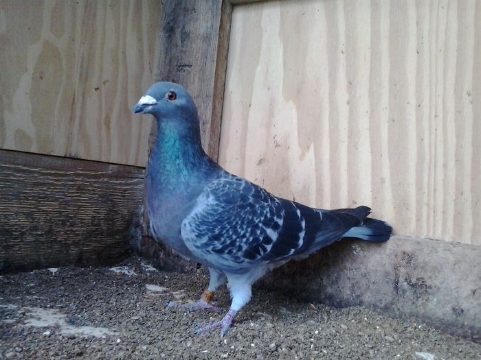 VANDUTA; porumbita guta, an 2006, zburata prin tara. PRET 40 LEI NEG!!!
