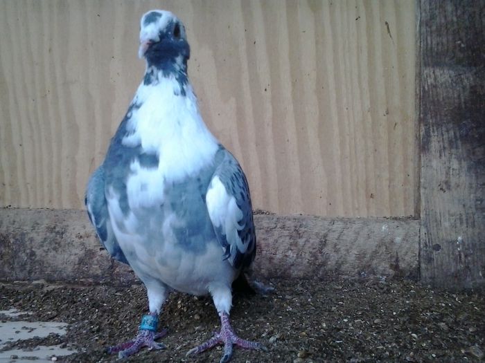 PRET 60 LEI NEG!!!; porumbita solzata lista, an 2011 FRSC !
