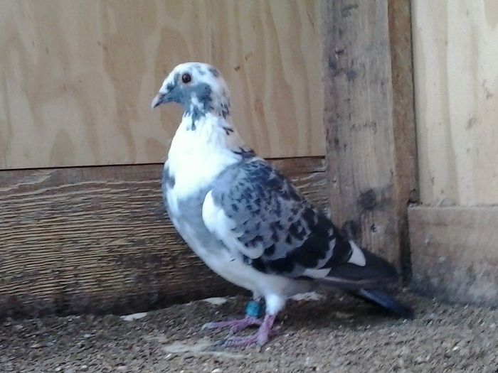 an 2011 FRSC; porumbita solzata lista, an 2011 FRSC
