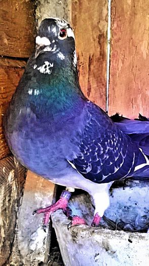 PRET 300 LEI NEG!!! - VANDUT; porumbita guta lista, an 2013, zburata la ruzomberok slovakia, PEDIGREE. PRET 300 LEI NEG!!! - VANDUT
