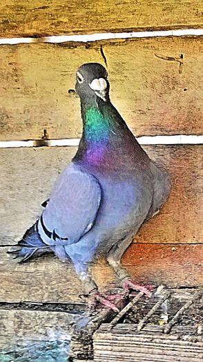 VANDUT 20 lei INEL PROPRIETAR; porumbita albastra, inel proprietar, an 2001. PRET 20 LEI
