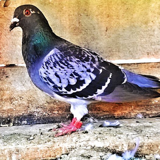 PRET 70 LEI VANDUTA; porumbita solzata, an 2010, super zburatoare, super reproducatoare. PRET 70 LEI NEG!!!
