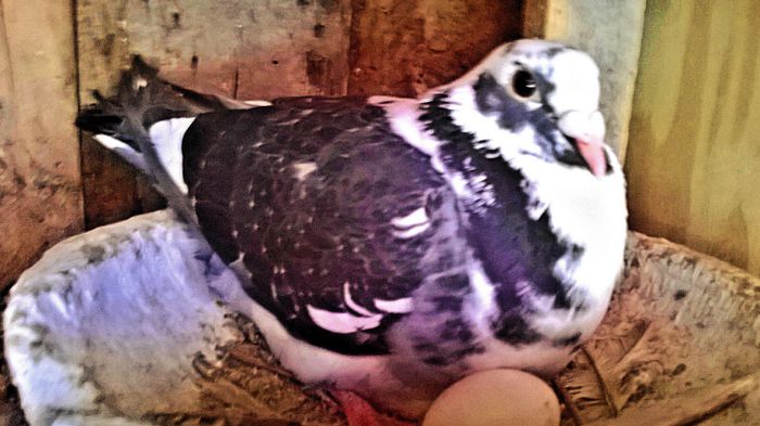 PRET 40 LEI NEG!!!; porumbita guta lista, an 2011, super zburatoare. PRET 40 LEI NEG!!!
