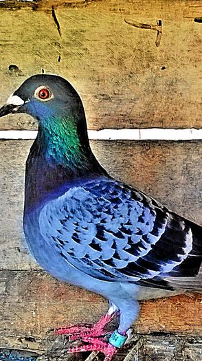 PRET 40 LEI VANDUTA; porumbita solzata, an 2008, super zburatoare. PRET 40 LEI NEG!!!
