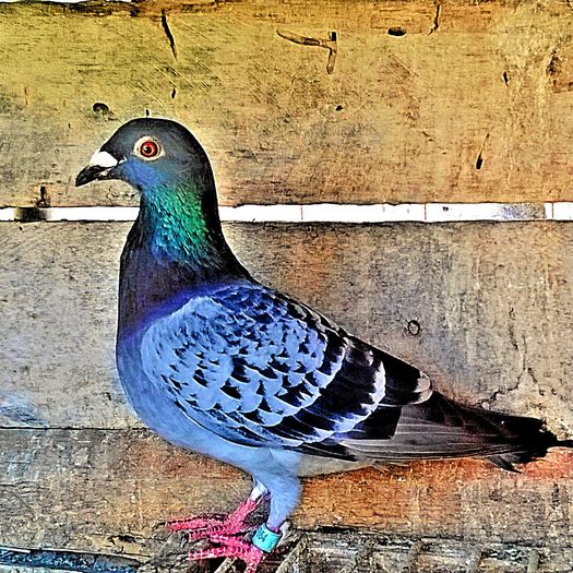 PRET 40 LEI VANDUTA; porumbita solzata, an 2008, super zburatoare. PRET 40 LEI NEG!!!
