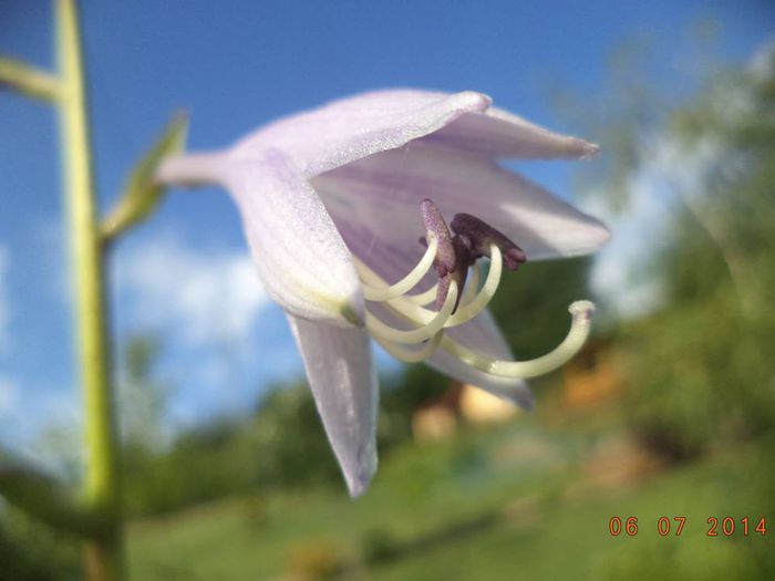 Hosta - Detalii-Details