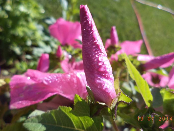 Bechermalve - Nalba pitica