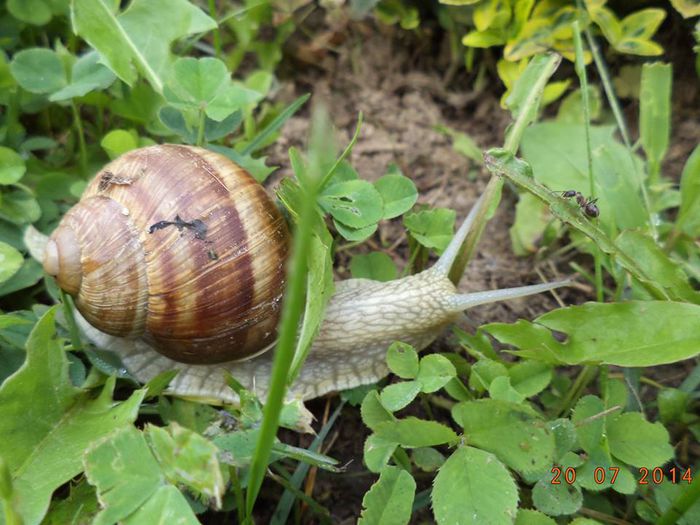 Schnecke - Melc - Detalii-Details