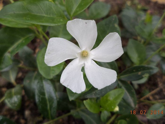 Vinca - Detalii-Details