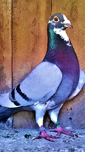 WP_20140629_01320140724160341