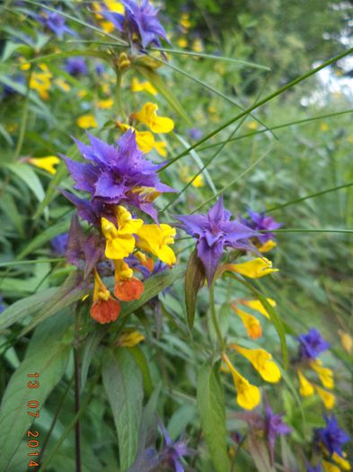 melampyrum nemorosum - Hain Wachtelweizen - Sor-cu-frate - Valea Raului Doamnei