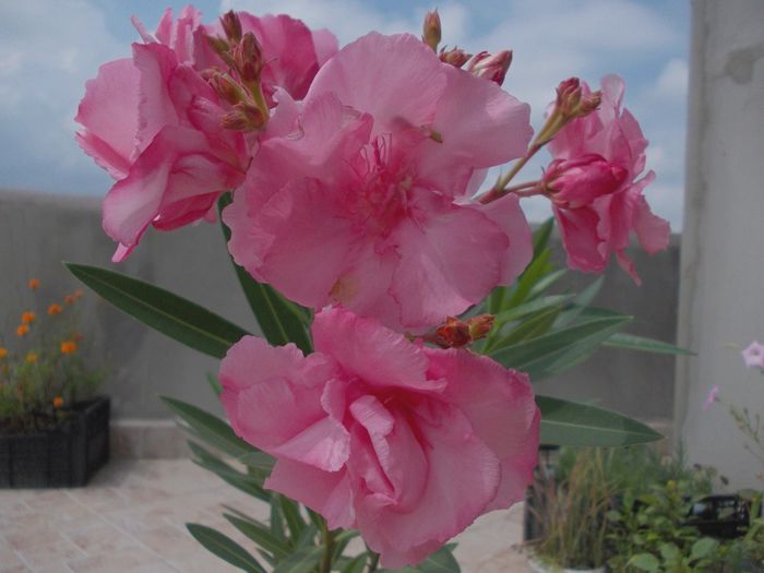 leandru roz parfumat (3)