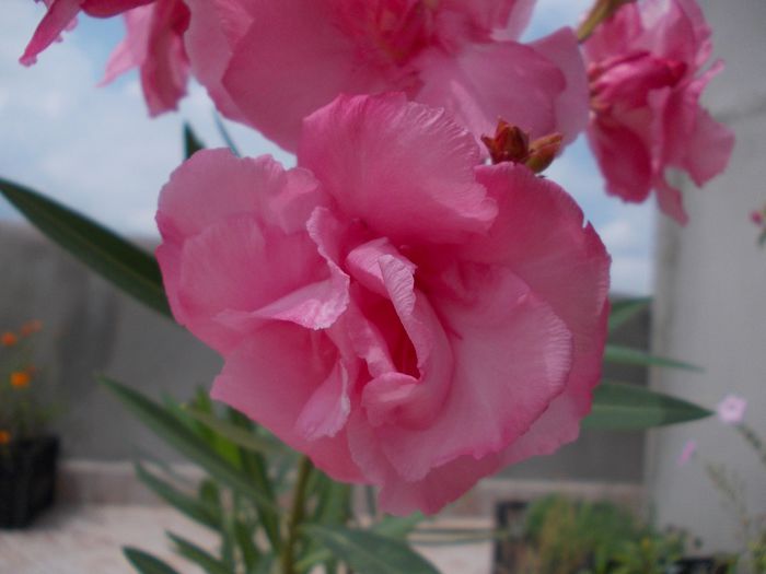 leandru roz parfumat (4) - 2015-Leandri