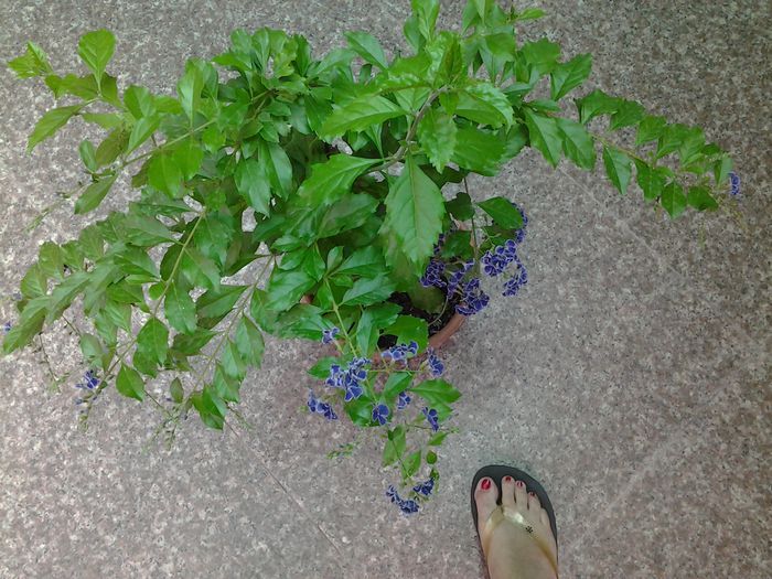 20140714_152437 - duranta repens