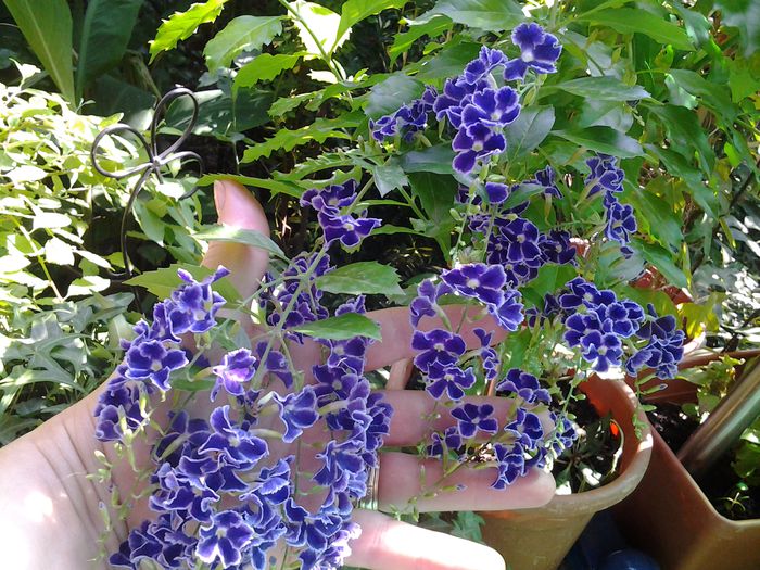 20140722_101058 - duranta repens