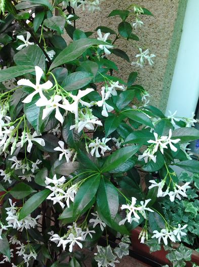 20140617_104909 - jasminul trachelospermum