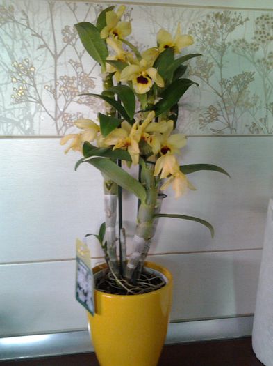 dendrobium