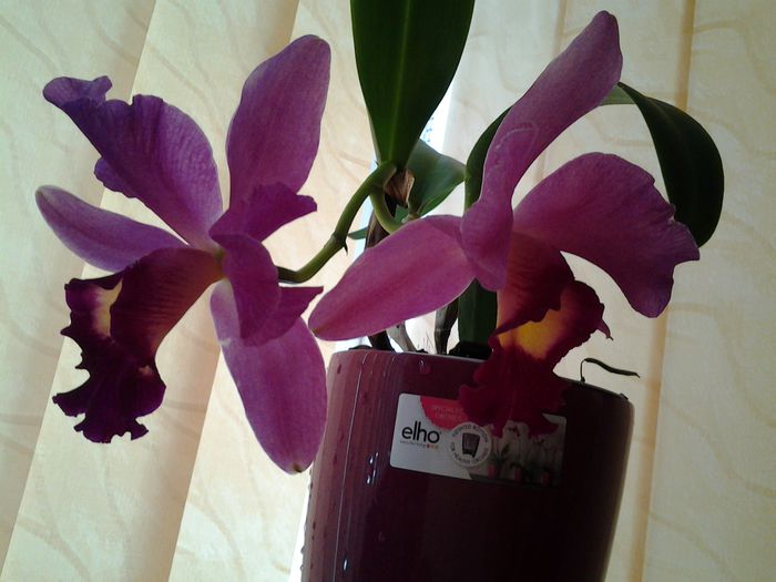 20140614_121241 - orhidee in colectie