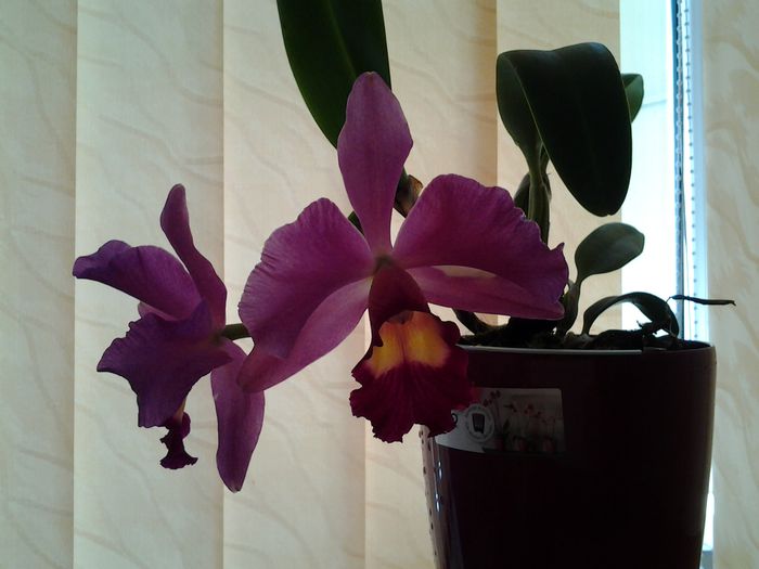 20140614_121233 - orhidee in colectie