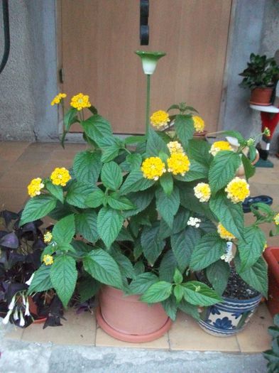 DSCF5294 - Lantana