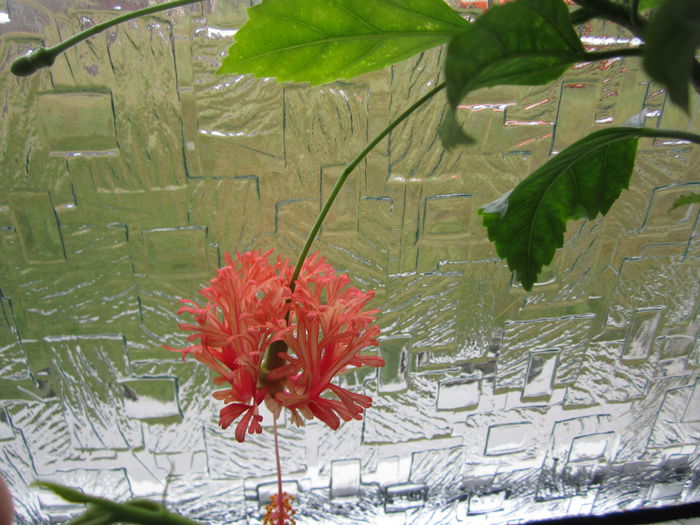 schizopetalus - hibiscus